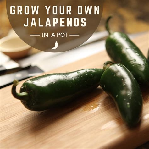 Brew magical flavors with witchcraft-inspired jalapeno